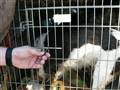 Burhunde nu også i Danmark ! ! !