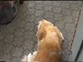 Gamle Gombert sidste video R.I.P