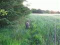 Mystiske korn cirkler ved Astrup ! ! !
