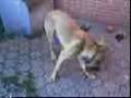 Raffe tester sin nye boldt