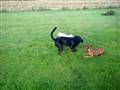 Hundeleg :D