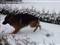 Min hund Rex der leger i sne :)