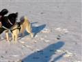 Hundeleg :O)