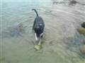 Vores hund rydder op i havbunden :)