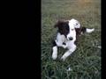 Glad border collie :)