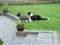 Fodbold hunde